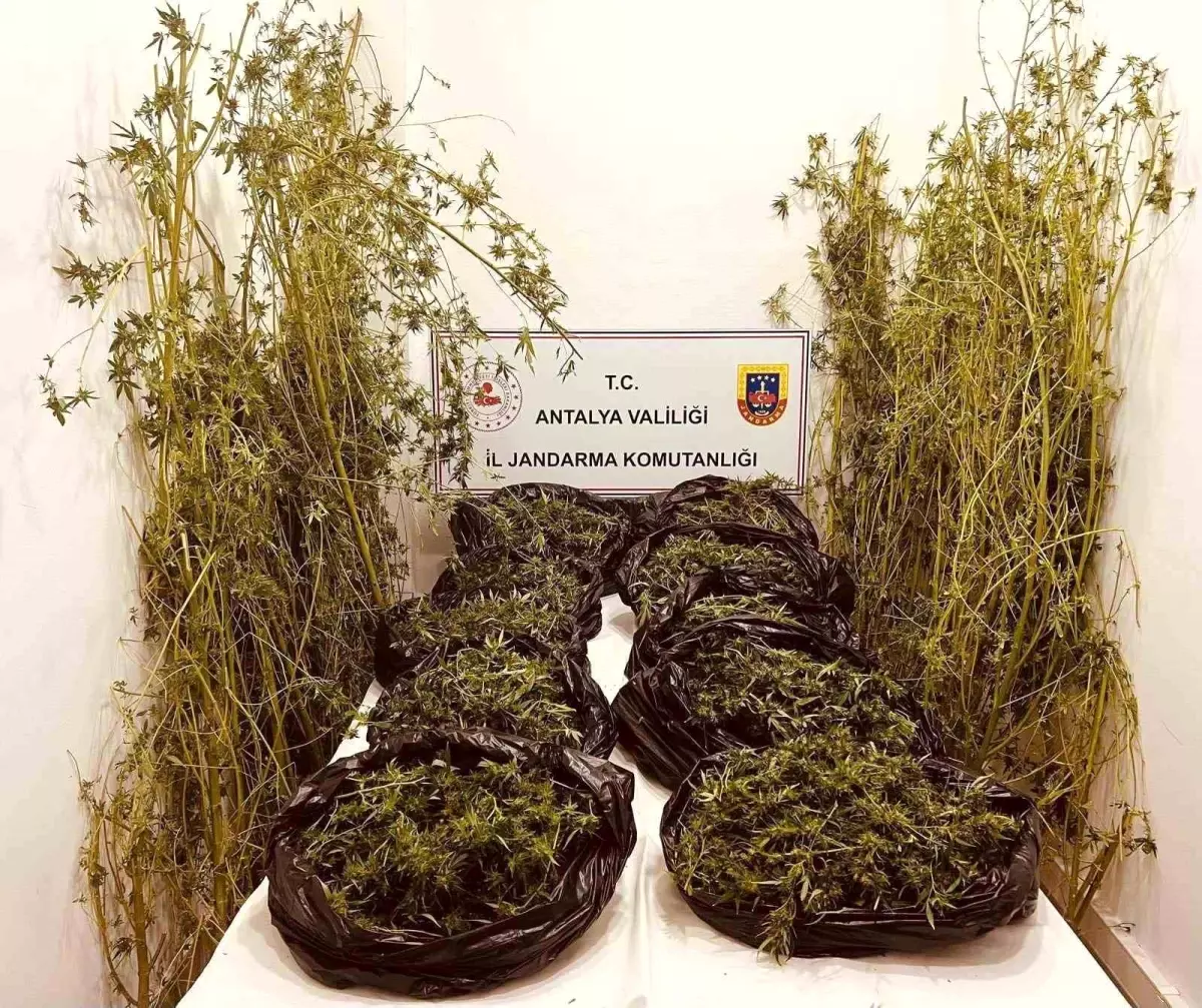 antalyada skunk operasyonu 53 kilo ele gecirildi 1gG6A9Fs.jpg