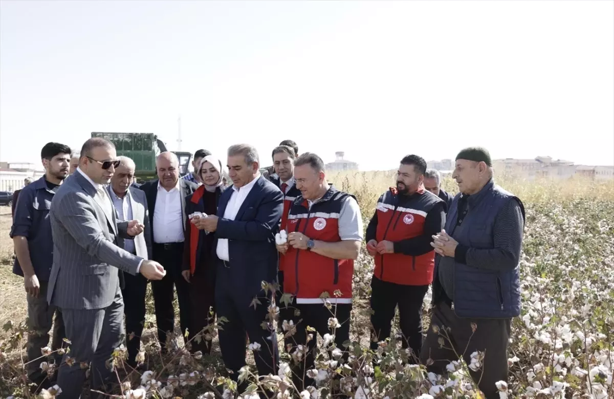 bismilde pamuk hasadi basladi uig7BC6Y.jpg