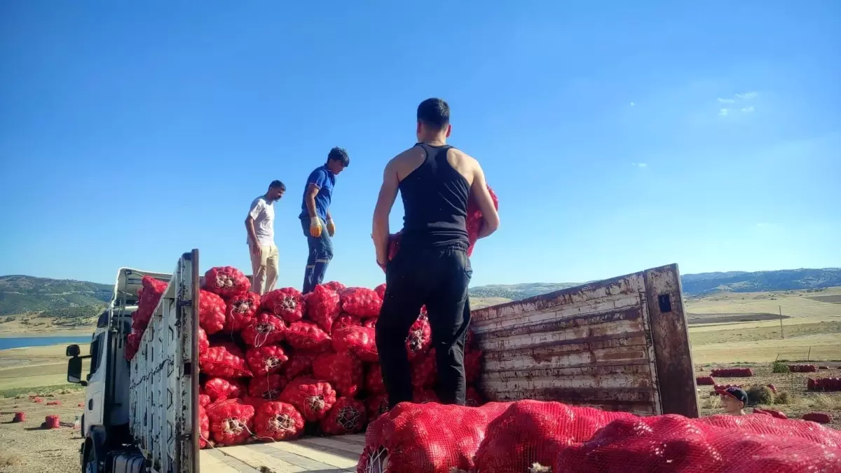 yozgatta sogan hasadi imece usuluyle yapiliyor g9GcFNLk.jpg