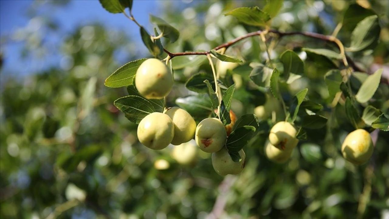 edirnede ciftciler kucuk arazilerini yuksek gelirli hunnap uretimiyle degerlendiriyor 4RlrazDA.jpg