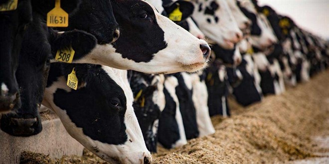 tarim ve orman bakanligi duyurdu sap hastaligi kontrol altina alindi jTN4NB1T.jpg